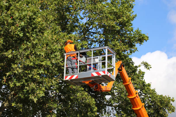 Best Hedge Trimming  in Ocean Grove, MA