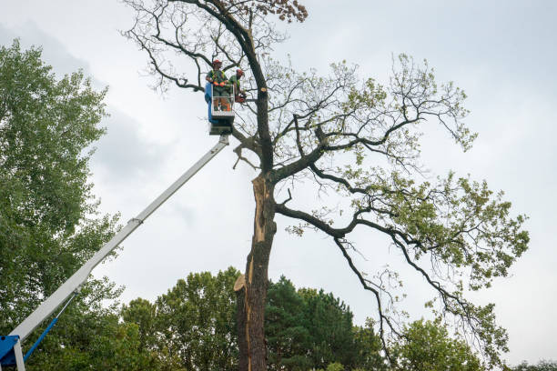 Best Seasonal Cleanup  in Ocean Grove, MA