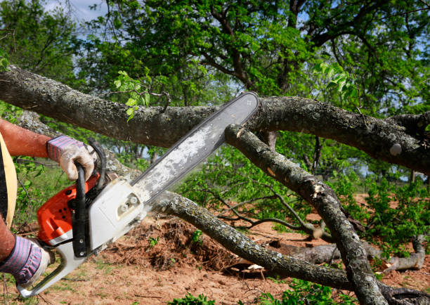 Best Tree Disease Treatment  in Ocean Grove, MA